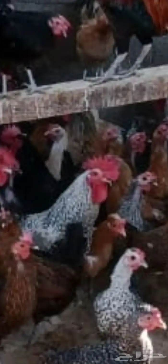 ديك بلدي للبيع 0