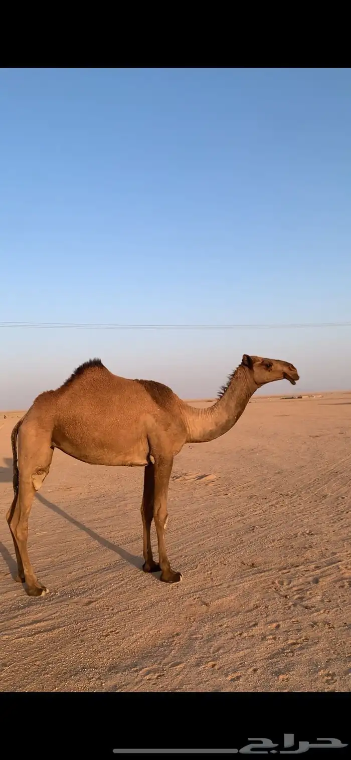 لبيع بكره صفراء دبيانيه 3