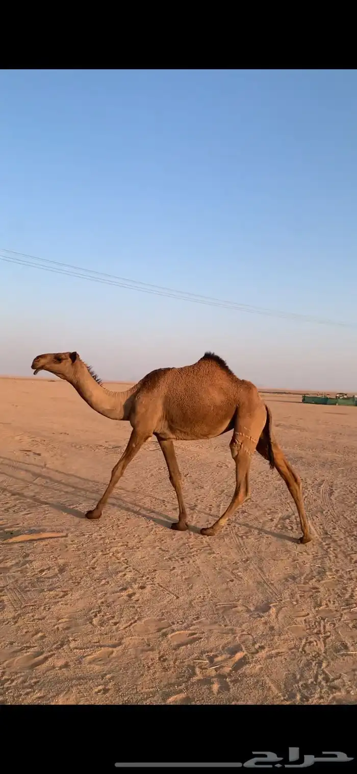 لبيع بكره صفراء دبيانيه 0