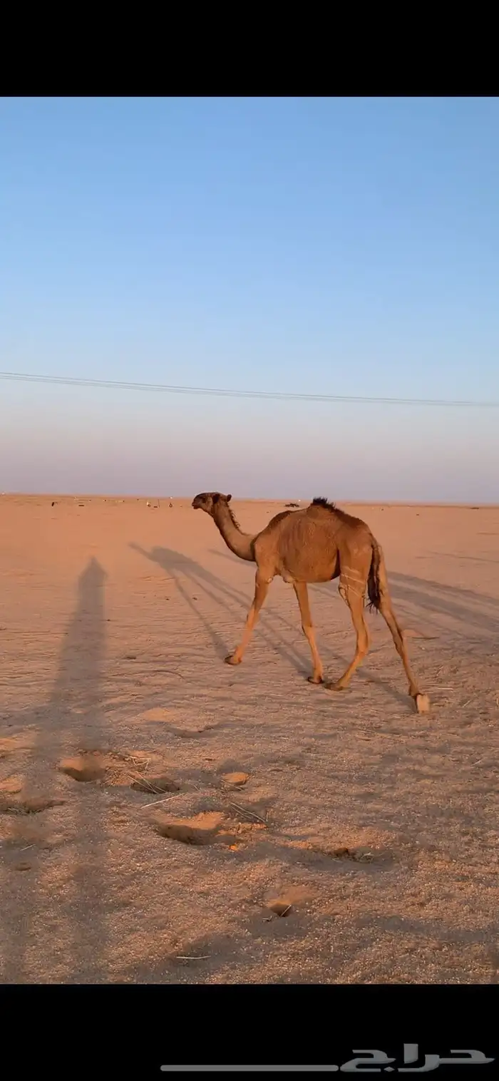 لبيع بكار صفر 5