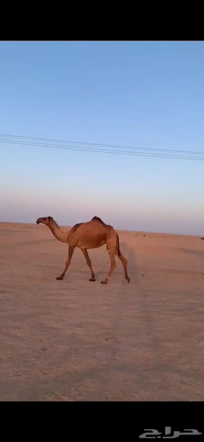 لبيع بكره صفراء دبيانيه 5