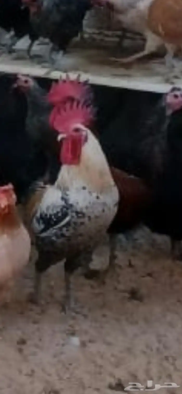 ديك بلدي للبيع 1