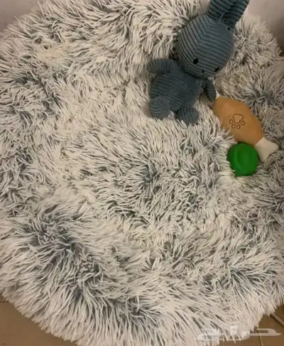 كلب من البيشون فريز الفرنسي index