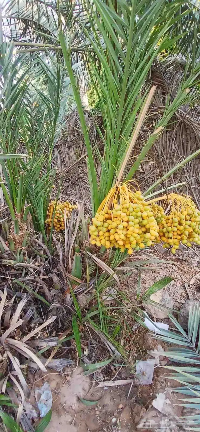 نخيل البيع 5