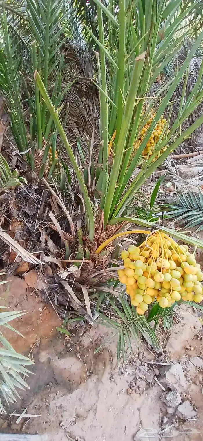 نخيل البيع 3