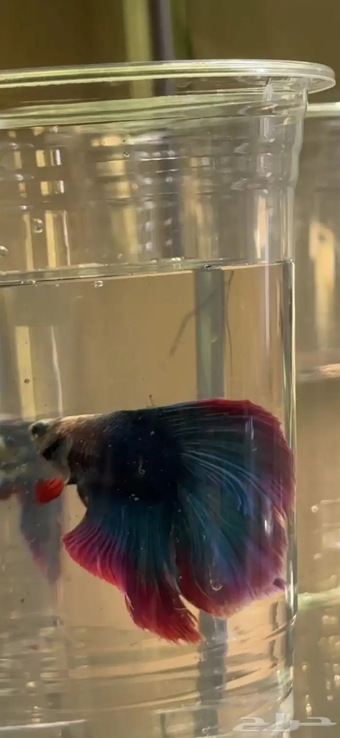 سمك فايتر ذكور و اناثي 1