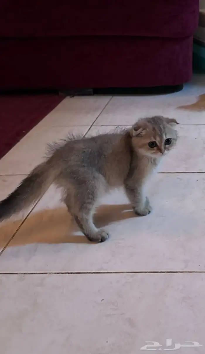 قط كيتن سكوتش 8