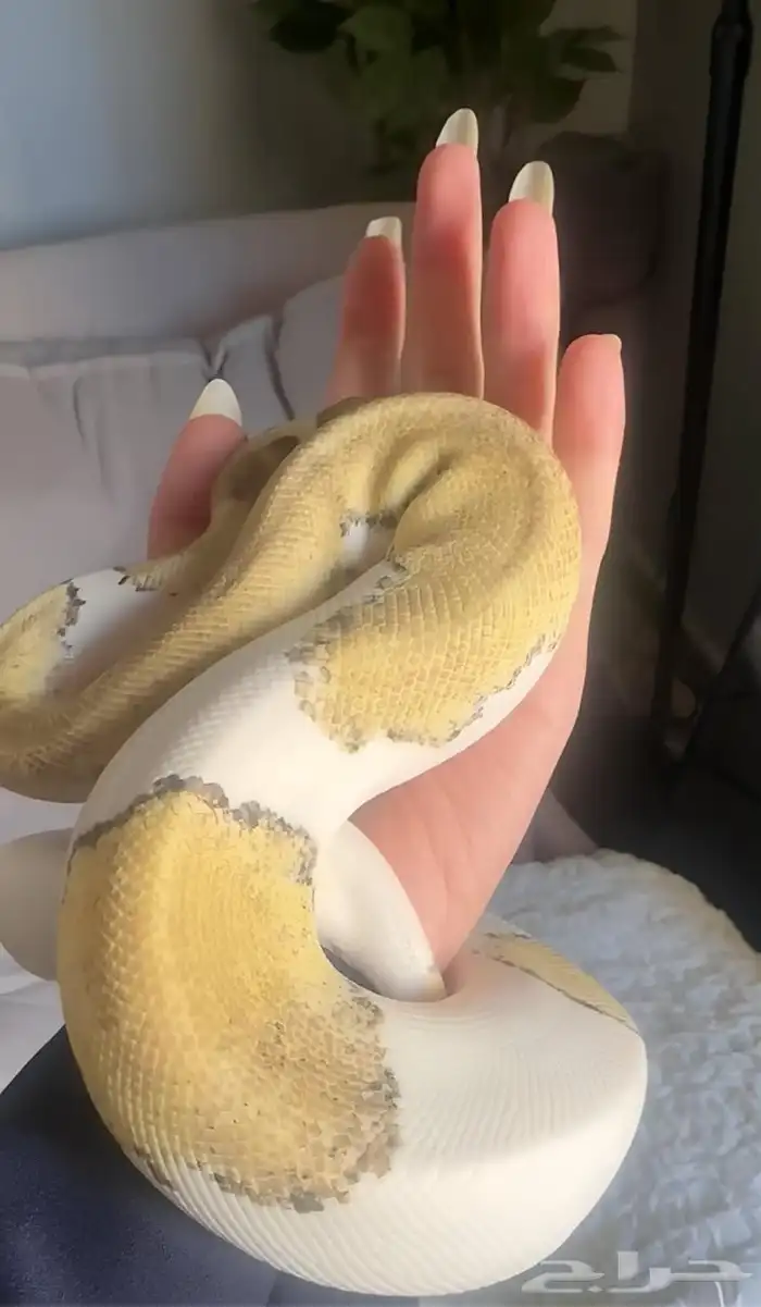 فقاسة زواحف و بايد بول بايثون للبيع 1