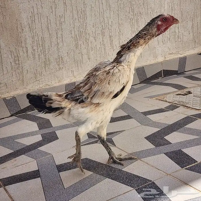 ديك فارسي ومعه دجاجه 1