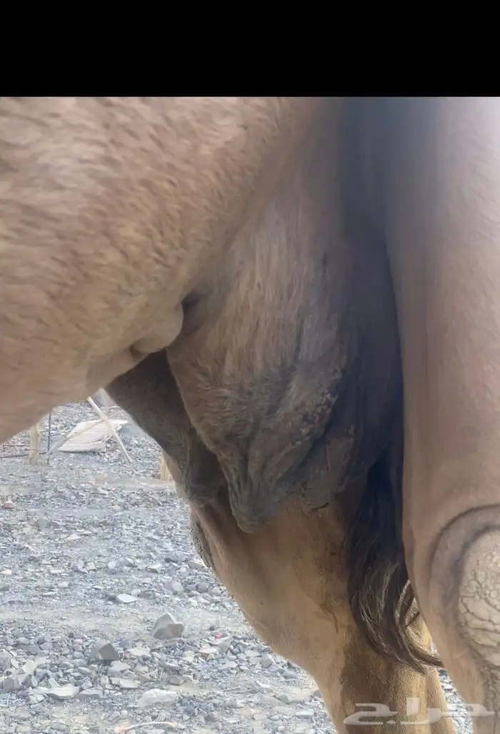 ناقه حمر طيبه تم البيع 1