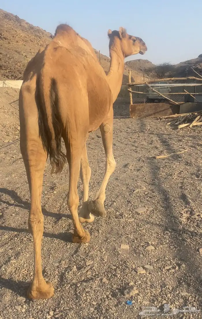 ناقه حمر طيبه تم البيع 0