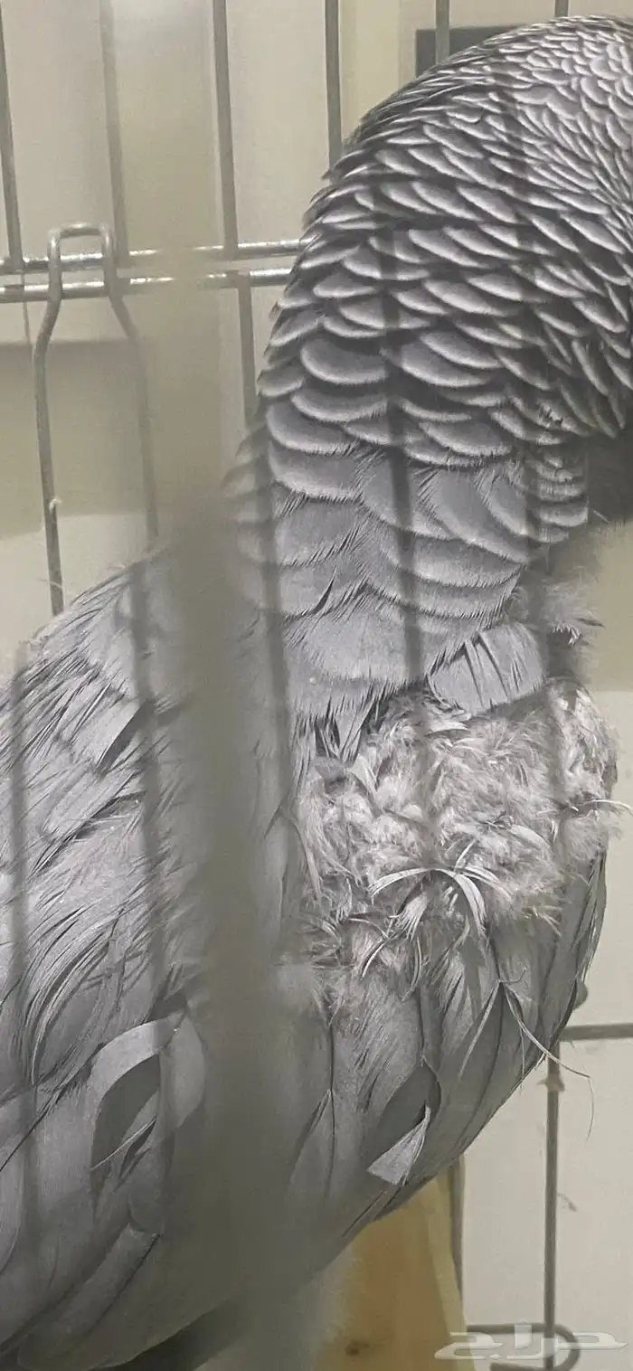 نشتري الطيور المريضه او اي طير 0