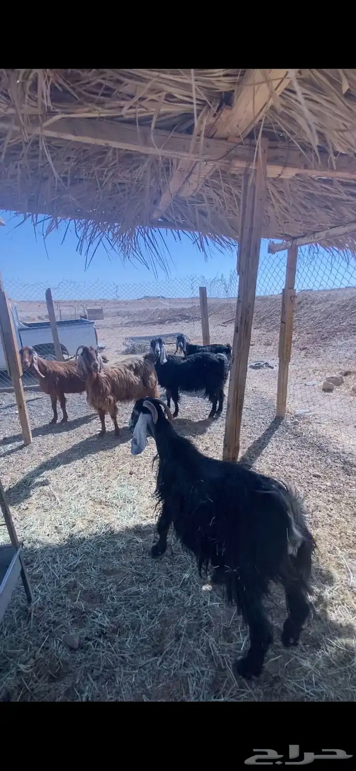 الخرج القصيعه 3