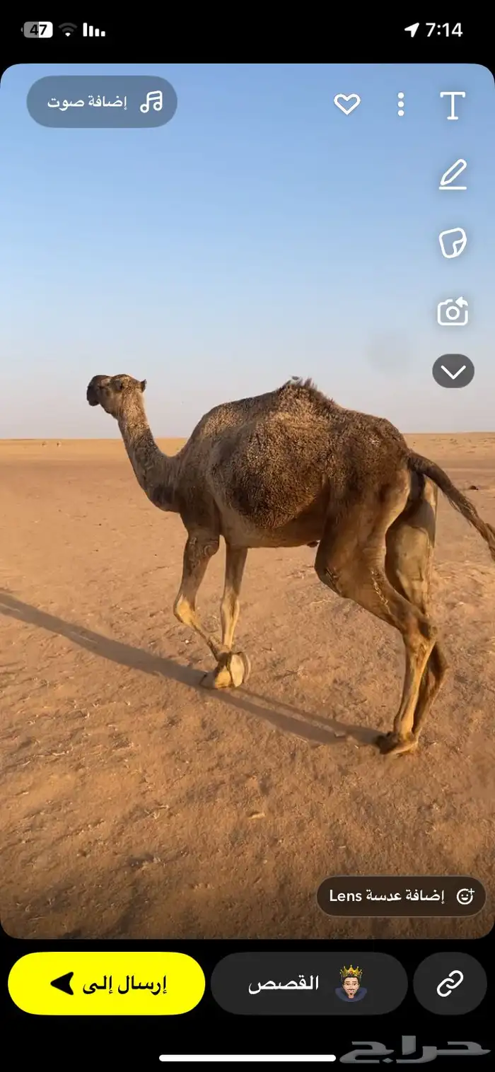 للبيع ضرايب 1