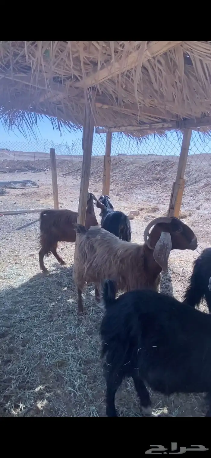 الخرج القصيعه 2