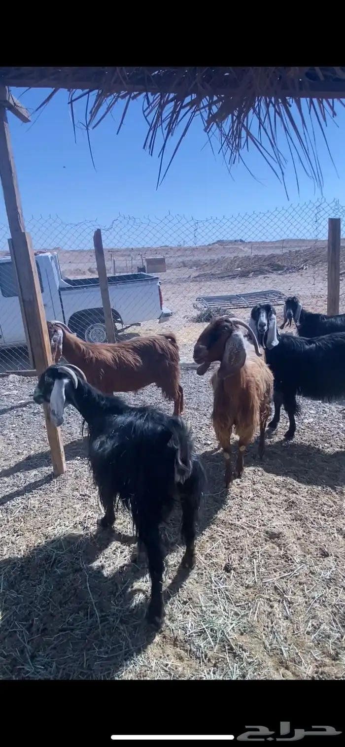 الخرج القصيعه 0