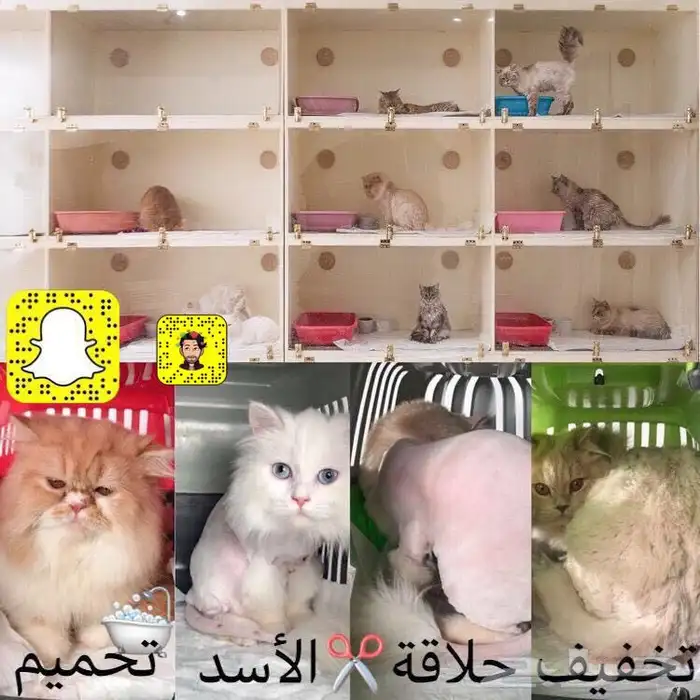 عروض فندقة خدمة عناية بالقطط تحميم شور حلاقة 0