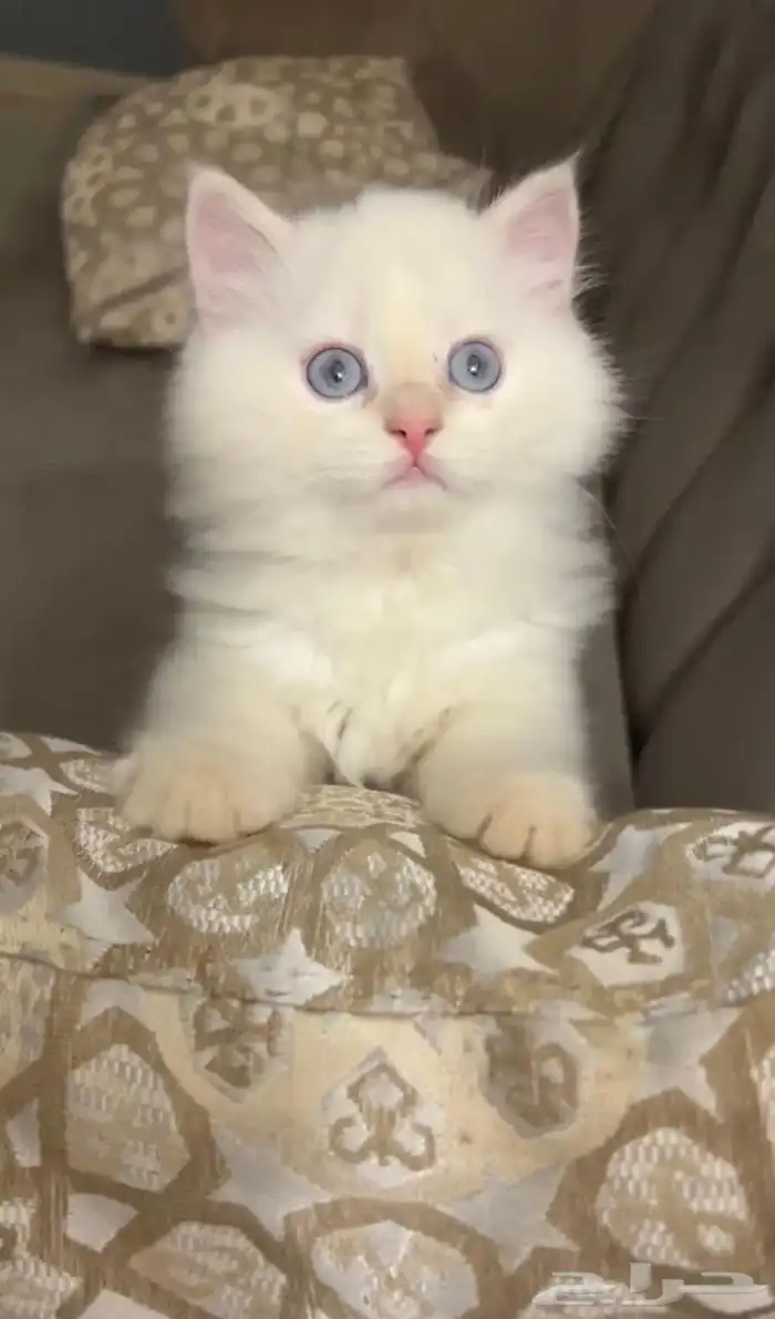 قطة شيرازية هيمالايا جميلة للبيع 0
