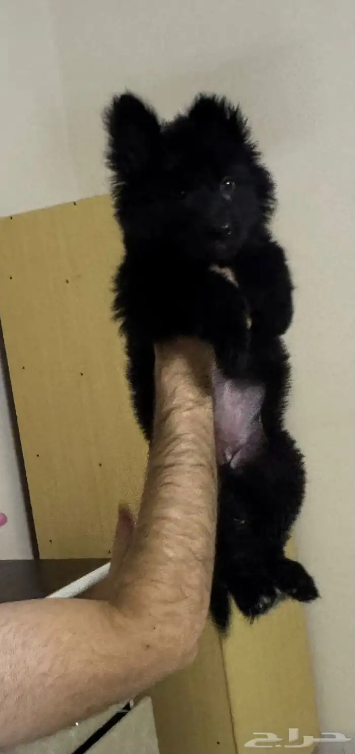 كلبه جيرمن للبيع 0