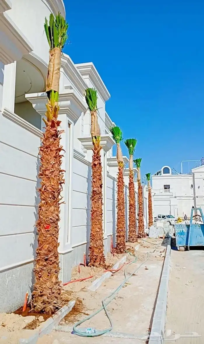 واشنطن زينه للبيع بجميع أنواعه وكافت مقاساته 8