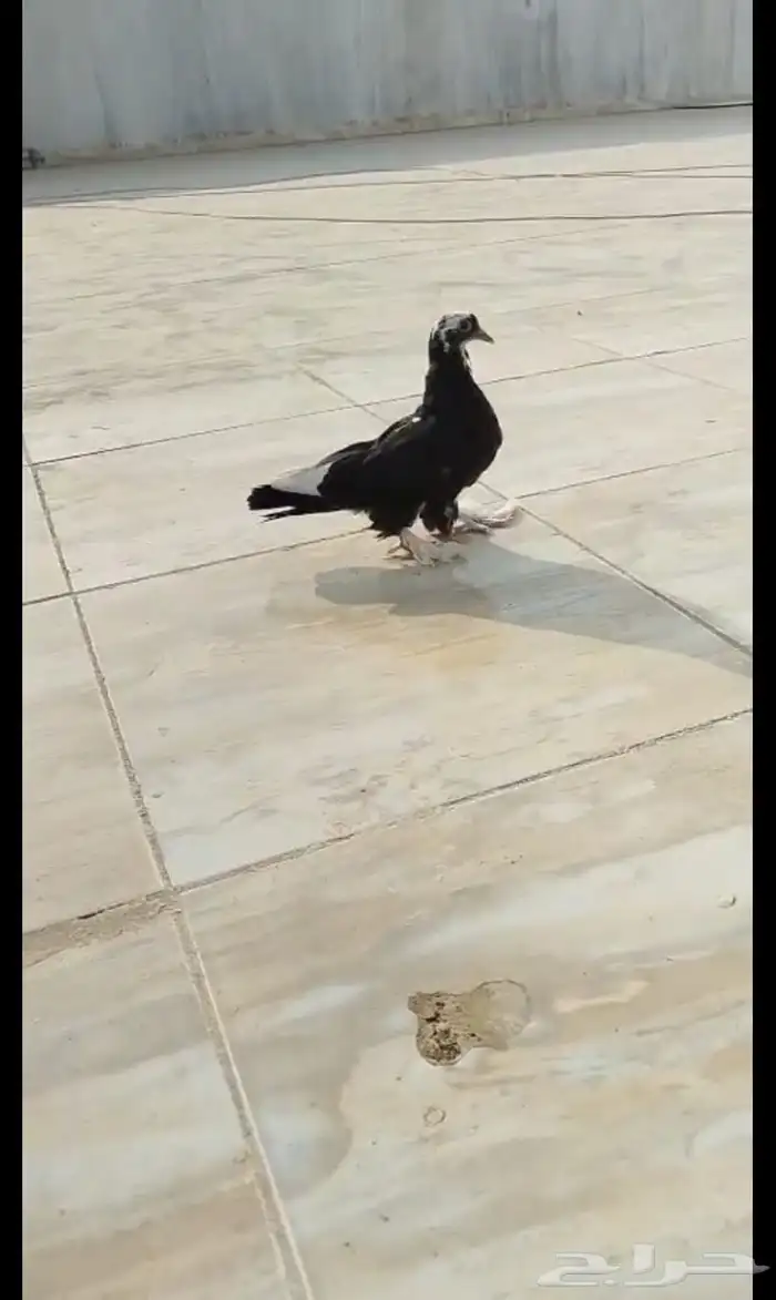 حمام للبيع 5