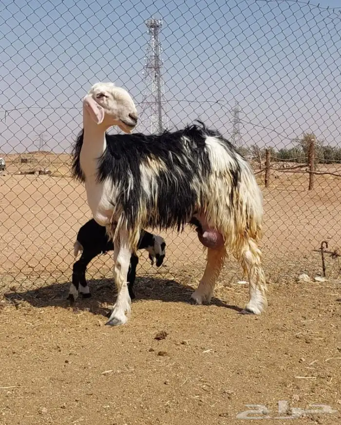 بيعت الله يربحه ويبارك له نجديه فاخره 2