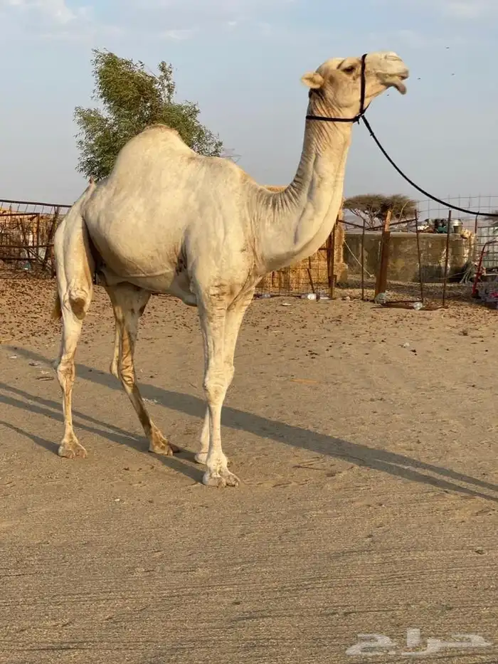 حره ثنيه (حايل ) للبيع 3