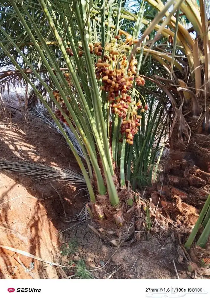 توريد نخيل بجميع انواعه 4