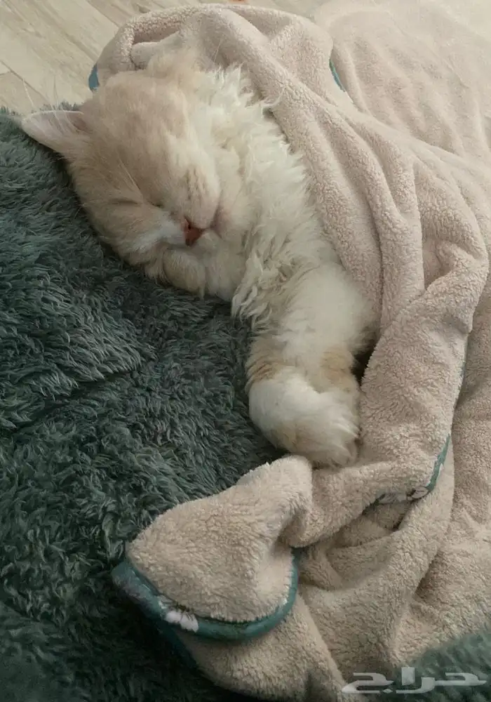 قط ذكر للتبني غير معقم 3