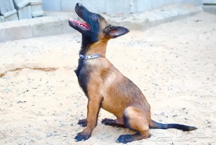 للبيع مالينو للكل جوز وجراويهم 3