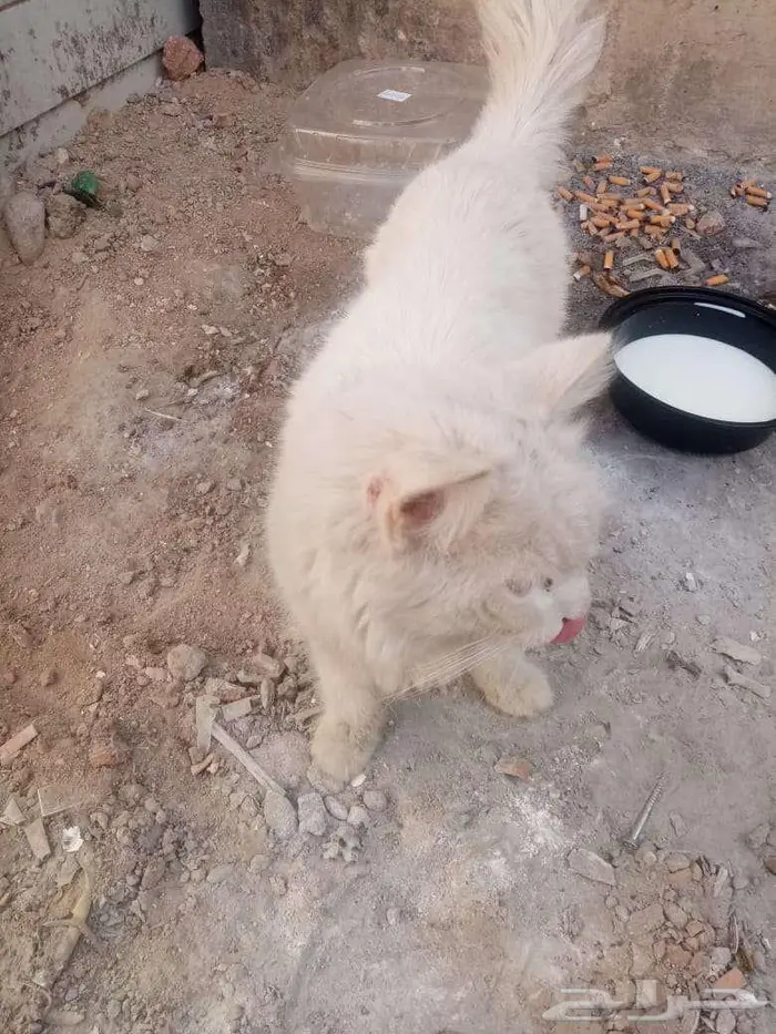 قطة للتبني 1