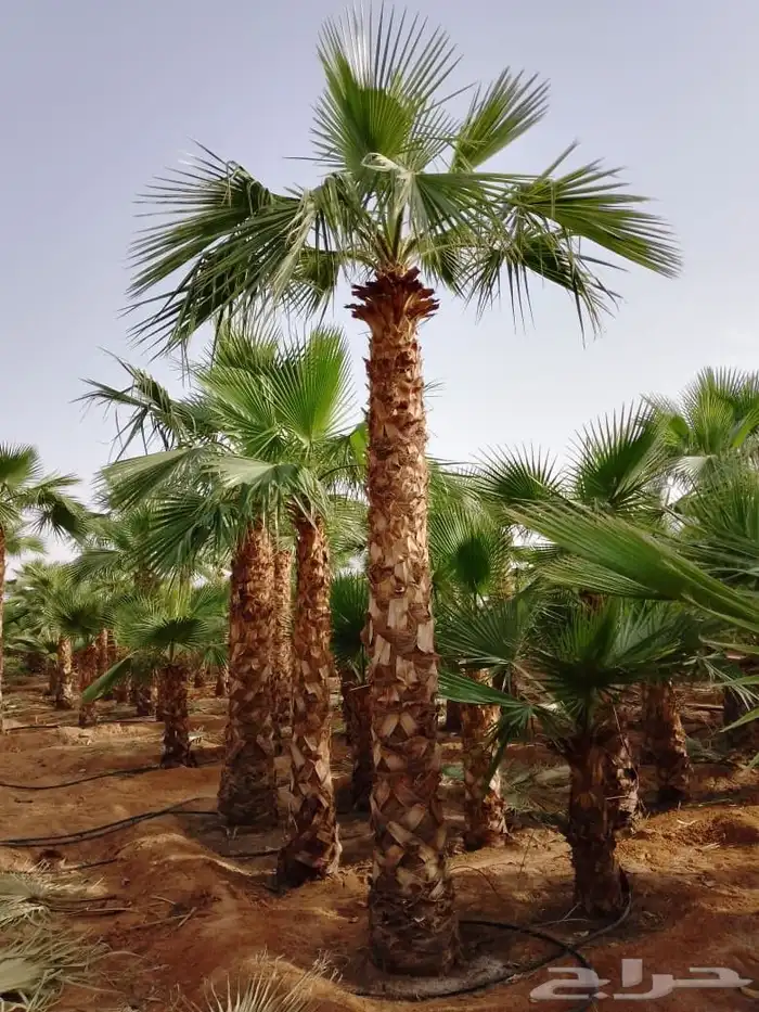 يوجد لدينا توريد جميع انواع نخيل الواشنطن 4