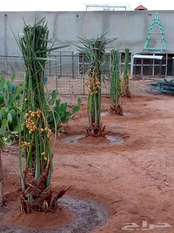 فسايل ونخيل كبير ونقابل بجميع انواعها ومقاساته 2