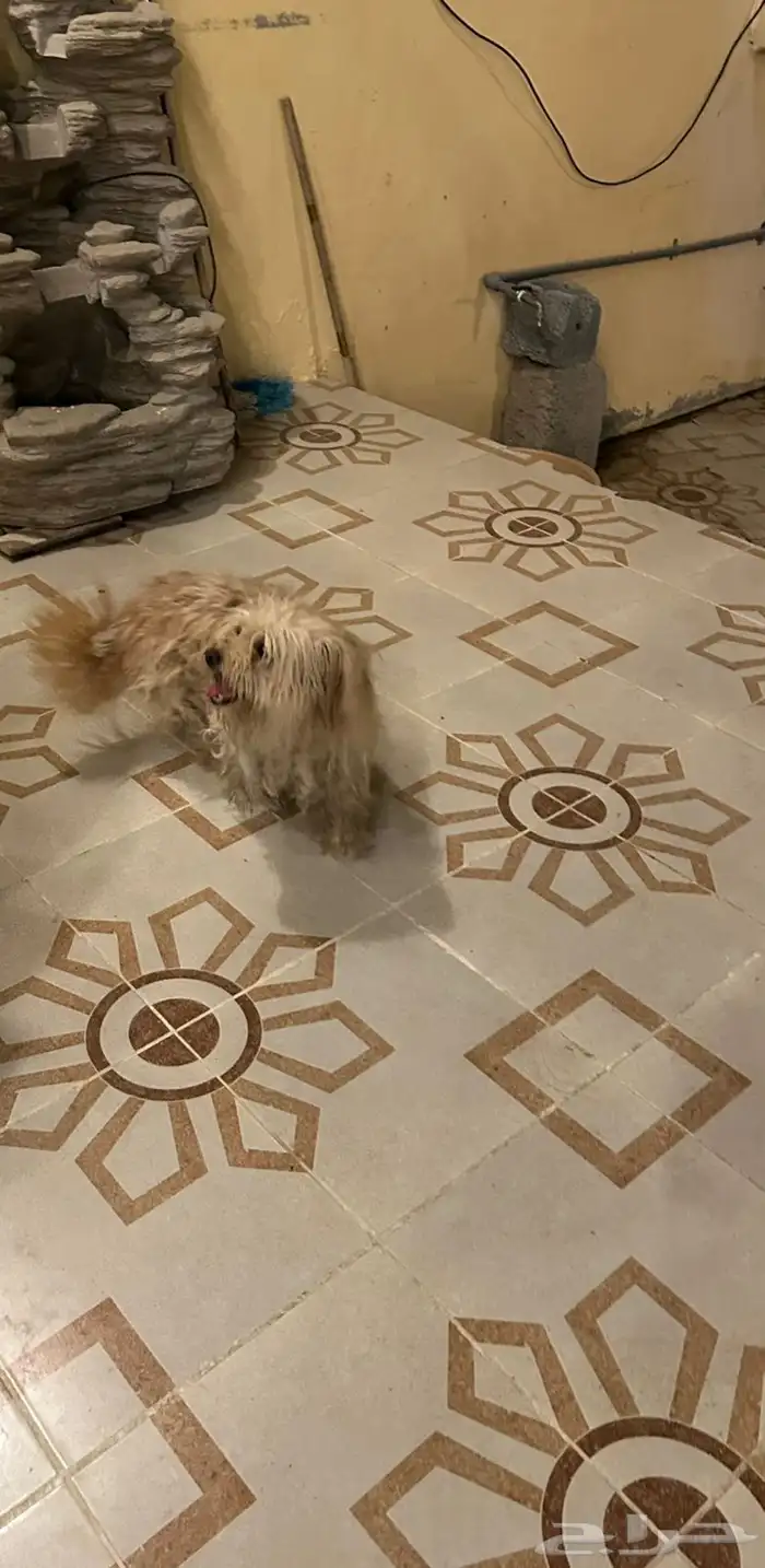 كلبه عمرها سنتين 1