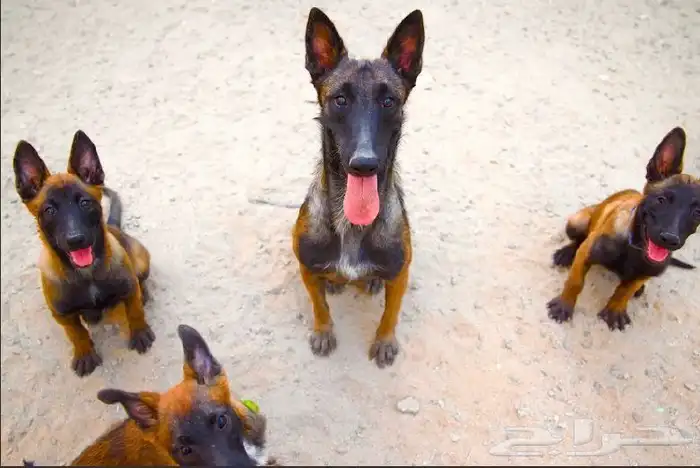 للبيع مالينو للكل جوز وجراويهم 2