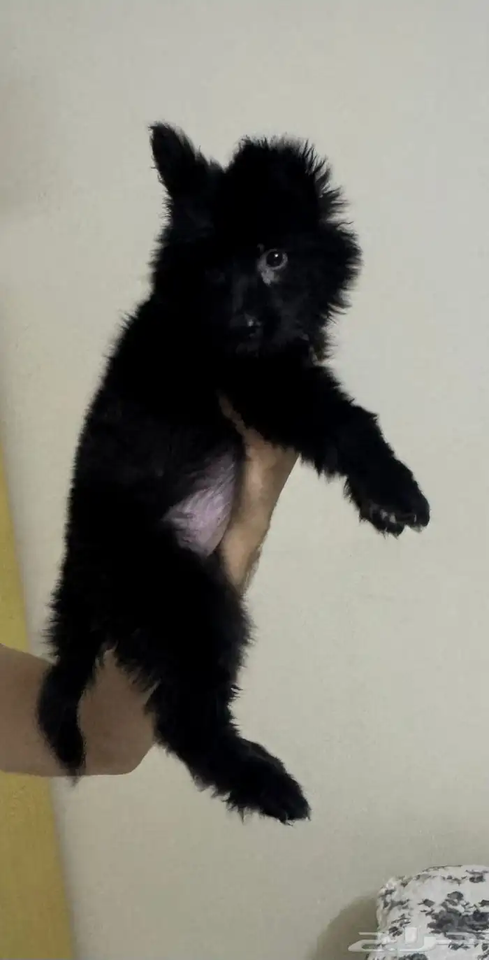 كلبه جيرمن للبيع 2