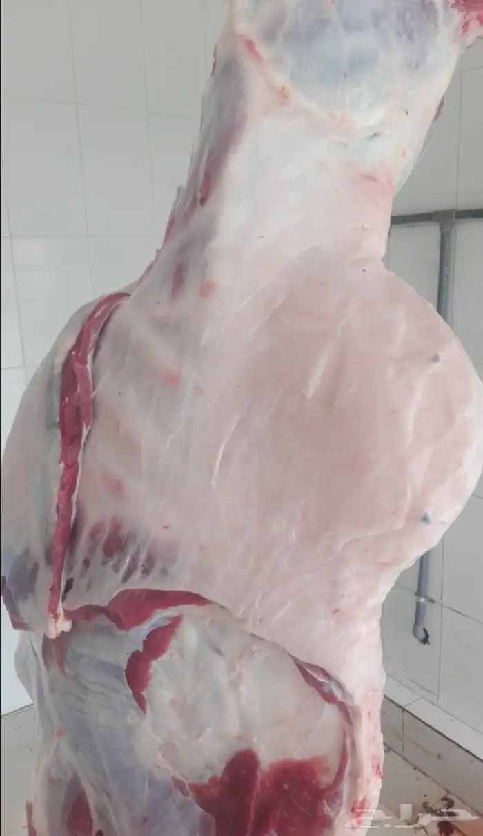 نعيمي سواكني نعيمي كشميري مفروم عجل وغنم 6