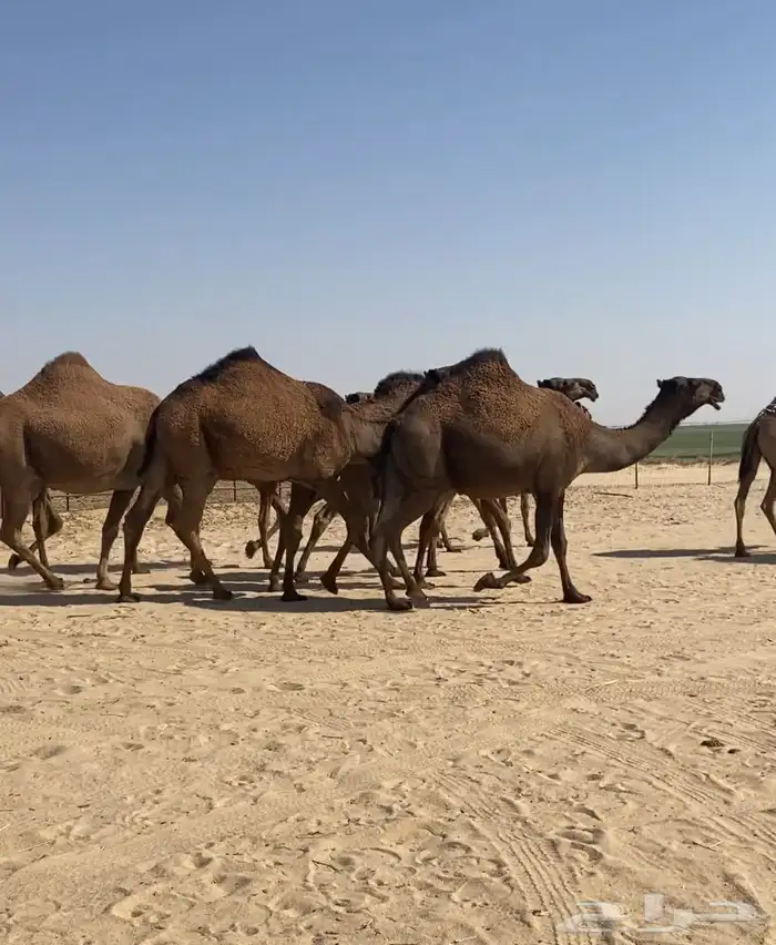 ذود ابل صفر كككفو وطيبه للبيع 1