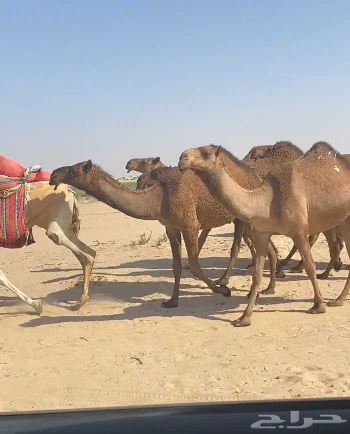 ذود ابل صفر كككفو وطيبه للبيع 6