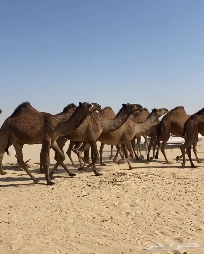 ذود ابل صفر كككفو وطيبه للبيع 15