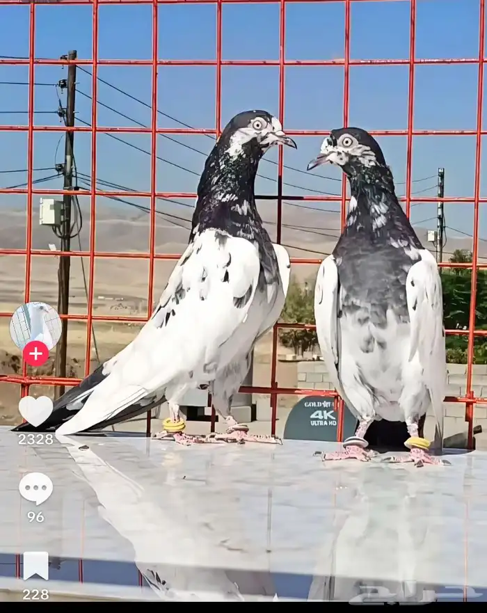 حمام باكستاني عشه كامله مع الفروخ 0