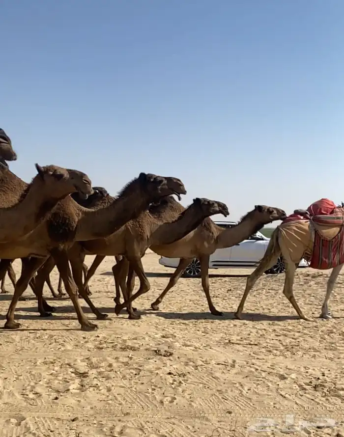 ذود ابل صفر كككفو وطيبه للبيع 5