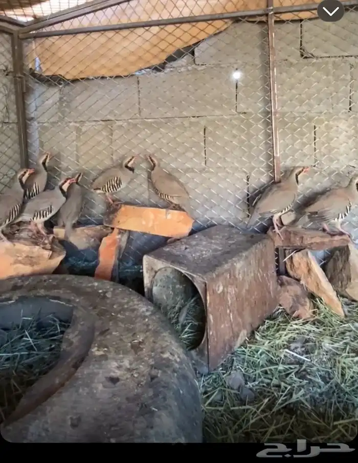 شنانير او بمسمياته القهد 0