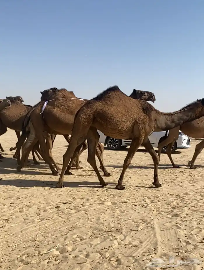 ذود ابل صفر كككفو وطيبه للبيع 9