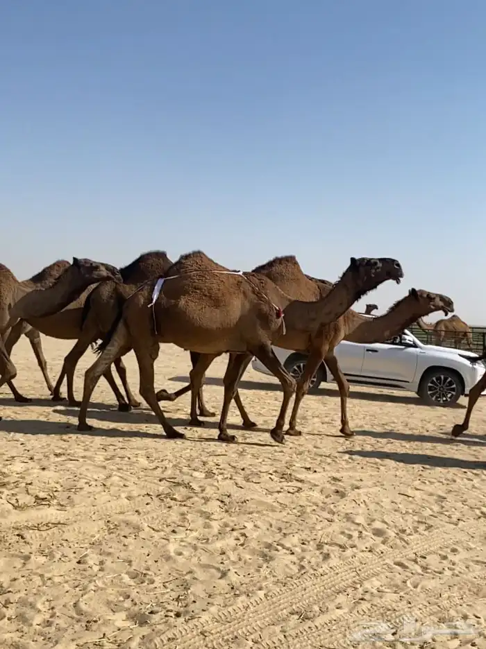 ذود ابل صفر كككفو وطيبه للبيع 4