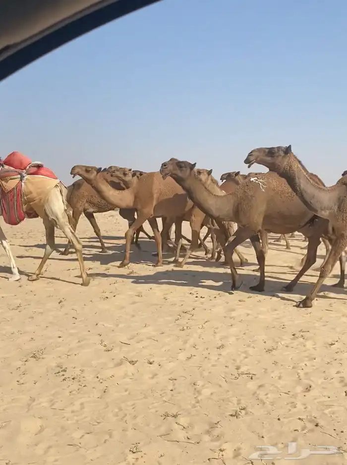 ذود ابل صفر كككفو وطيبه للبيع 7