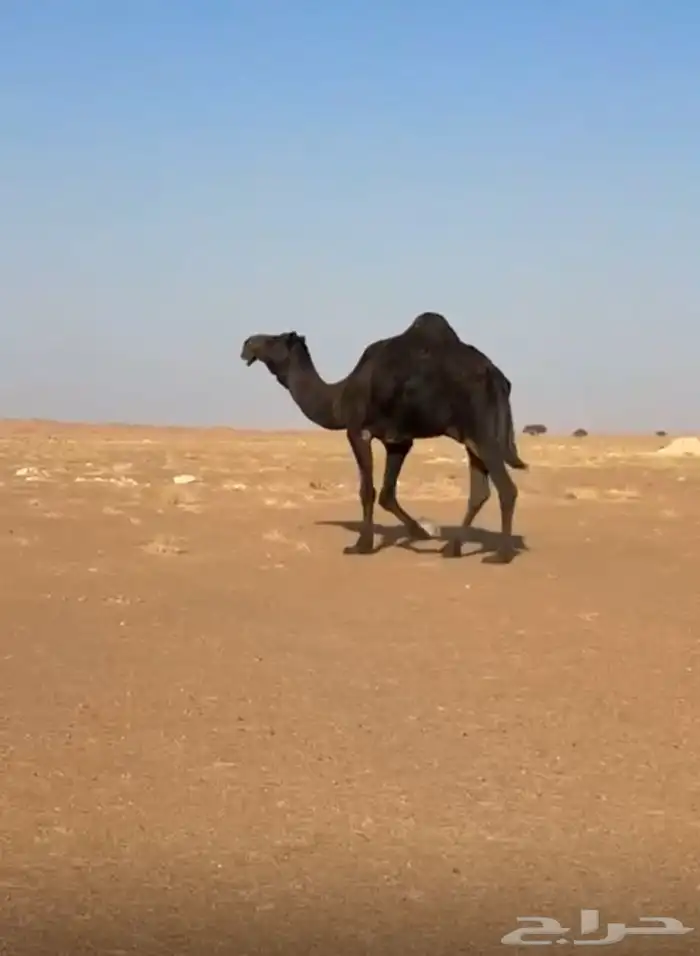 بعير مجهم طيب 1