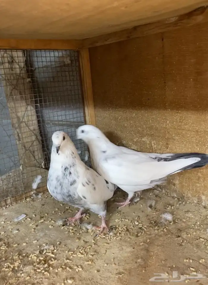 للبيع مجموعه حمام باكستاني قولدن وتيدي وكولادمبا 1