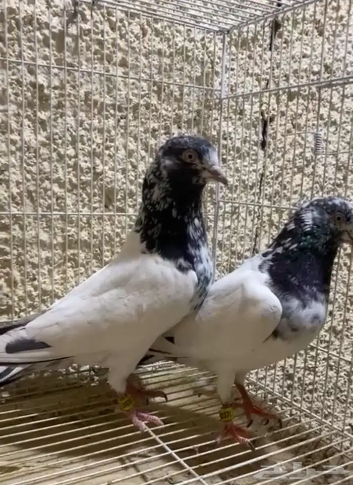 للبيع مجموعه حمام باكستاني قولدن وتيدي وكولادمبا 2