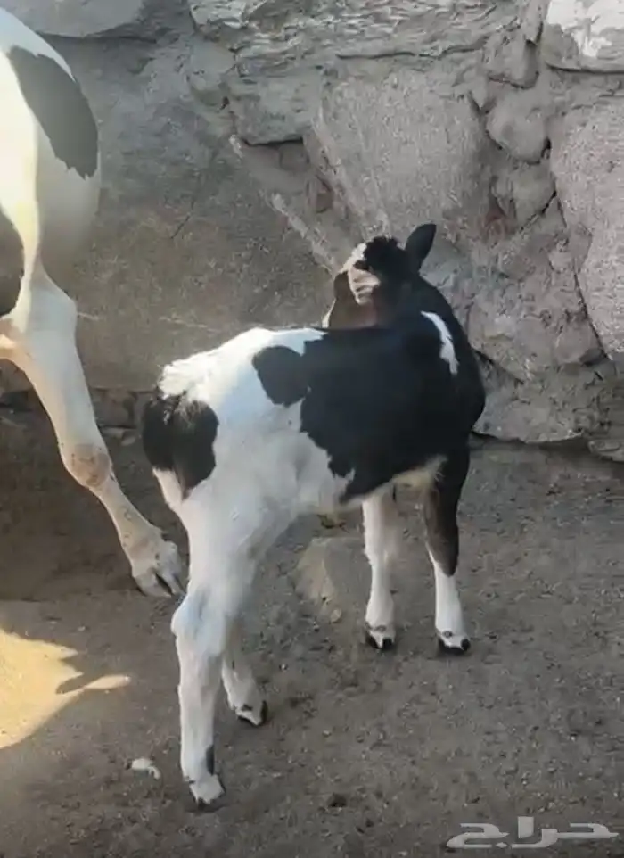 بقره جاموسيه كفوو 2